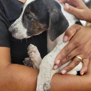 Imagem da notícia FILHOTES CONSEGUEM LAR COM CAMPANHA DE ADOÇÃO ANIMAL