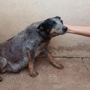 Imagem da notícia CACHORRA PRENHA É RESGATADA NO JARDIM PARATI
