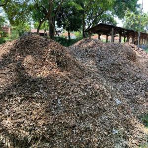 Imagem da notícia PREFEITURA DISPONIBILIZA MATERIAL TRITURADO DE PODA DE ÁRVORES