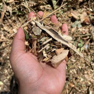 Imagem da notícia PREFEITURA DISPONIBILIZA MATERIAL TRITURADO DE PODA DE ÁRVORES