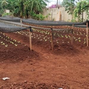 Imagem da notícia PREFEITURA PROMOVE REVITALIZAÇÃO DA HORTA DO JARDIM SÃO JOSÉ