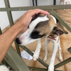 Imagem da notícia CACHORRA PRESA SEM COMIDA E ÁGUA EM CASA ABANDONADA É RESGATADA