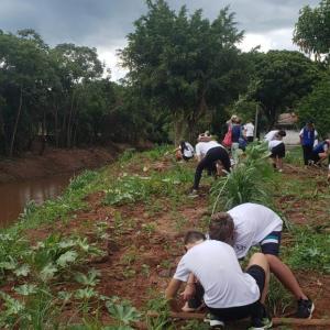 Imagem da notícia MUDAS DE ÁRVORES NATIVAS SÃO PLANTADAS À MARGEM DO RIO JAÚ