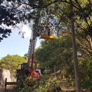 Imagem da notícia PODA DE ÁRVORES NA AVENIDA PREFEITO LUIZ LIARTE - MAIS ILUMINAÇÃO E SEGURANÇA