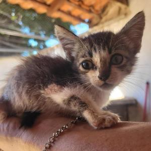 Imagem da notícia GATINHOS FILHOTES E CACHORRAS DISPONÍVEIS PARA ADOÇÃO RESPONSÁVEL