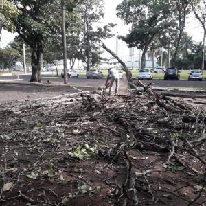 Imagem da notícia ÁRVORES SÃO RETIRADAS DO ESTACIONAMENTO DO GINÁSIO DR. FLÁVIO DE MELLO