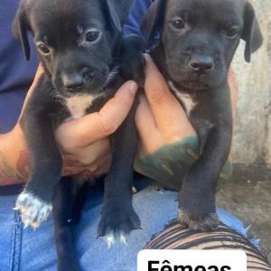 Imagem da notícia FOFURA EM QUATRO PATAS PARA ADOÇÃO RESPONSÁVEL