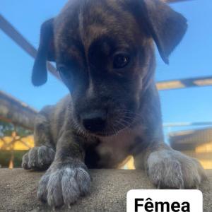 Imagem da notícia FOFURA EM QUATRO PATAS PARA ADOÇÃO RESPONSÁVEL