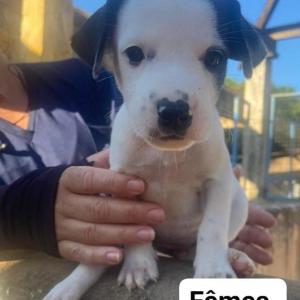 Imagem da notícia FOFURA EM QUATRO PATAS PARA ADOÇÃO RESPONSÁVEL