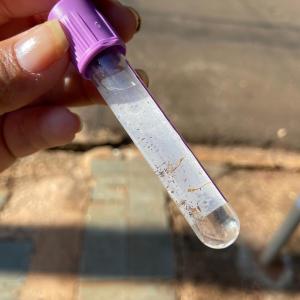 Imagem da notícia COMBATE À DENGUE - BLOQUEIO E CONTROLE DE CRIADOUROS NA VILA IVAN
