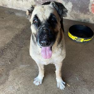 Imagem da notícia PETS PARA ADOÇÃO RESPONSÁVEL