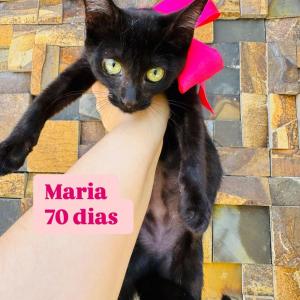 Imagem da notícia PREPARE-SE PARA UM SHOW DE FOFURA! GATINHOS PARA ADOÇÃO RESPONSÁVEL