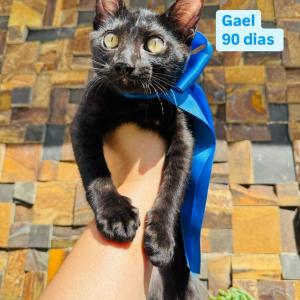 Imagem da notícia GATINHOS SUPER FOFOS PARA ADOÇÃO RESPONSÁVEL!