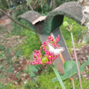 Imagem da notícia A NATUREZA COMO SALA DE AULA: MATERNAL II DO PORTO ALVORADA NO HORTO MUNICIPAL