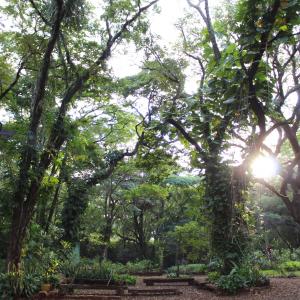 Imagem da notícia Semana do Meio Ambiente 2019: 