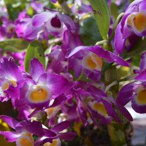 Imagem da notícia NATAL: Tributo a Milton Nascimento com Lê Ferreira e Casinha do Papai Noel - FOTOS