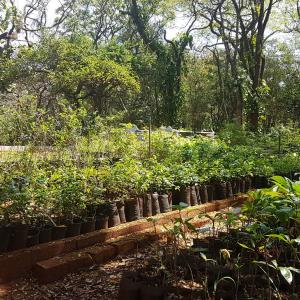 Imagem da notícia Horto Florestal Municipal: produção ativa de mudas para doação