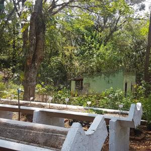Imagem da notícia Horto Florestal Municipal: produção ativa de mudas para doação