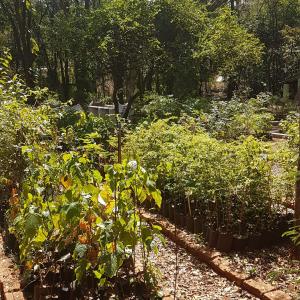 Imagem da notícia Horto Florestal Municipal: produção ativa de mudas para doação