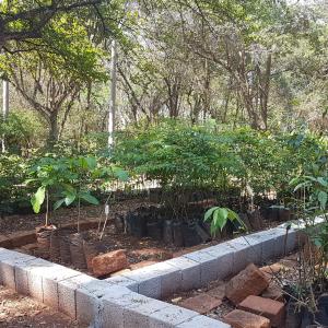 Imagem da notícia Horto Florestal Municipal: produção ativa de mudas para doação