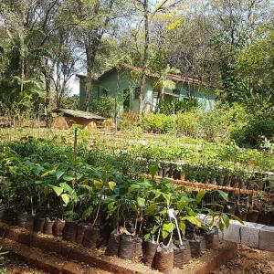 Imagem da notícia Horto Florestal Municipal: produção ativa de mudas para doação