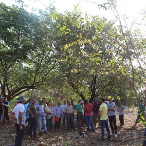 Imagem da notícia Secretaria de Meio Ambiente oferece Curso de Formação de Podadores - FOTOS