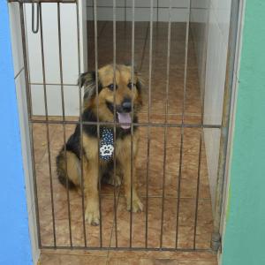 Imagem da notícia Secretaria de Proteção e Direitos dos Animais promove segunda campanha de adoção - FOTOS