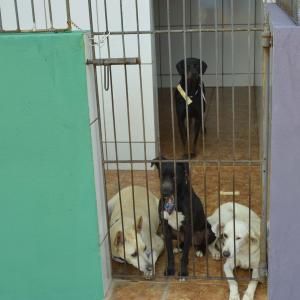 Imagem da notícia Secretaria de Proteção e Direitos dos Animais promove segunda campanha de adoção - FOTOS