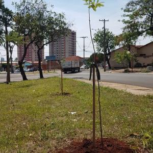 Imagem da notícia Prefeitura realiza plantio de árvores
