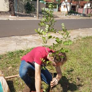 Imagem da notícia Prefeitura realiza plantio de árvores