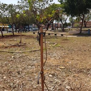 Imagem da notícia Prefeitura realiza plantio de árvores