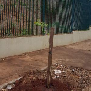 Imagem da notícia Prefeitura realiza plantio de árvores