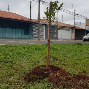 Imagem da notícia Prefeitura realiza plantio de árvores