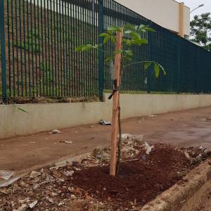 Imagem da notícia Prefeitura realiza plantio de árvores