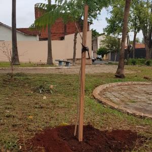 Imagem da notícia Prefeitura realiza plantio de árvores
