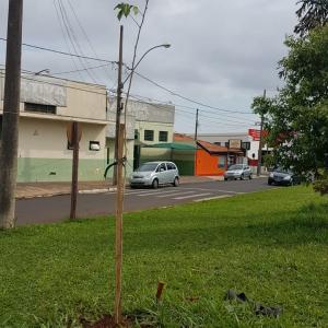 Imagem da notícia Prefeitura realiza plantio de árvores
