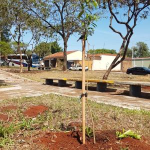Imagem da notícia Prefeitura realiza plantio de árvores