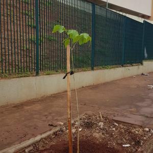 Imagem da notícia Prefeitura realiza plantio de árvores