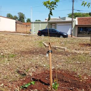 Imagem da notícia Prefeitura realiza plantio de árvores
