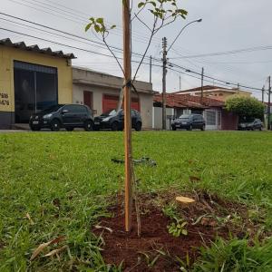 Imagem da notícia Prefeitura realiza plantio de árvores