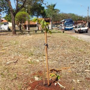 Imagem da notícia Prefeitura realiza plantio de árvores