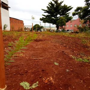 Imagem da notícia Secretaria de Meio Ambiente planta mais de 50 mudas no Jardim Carolina