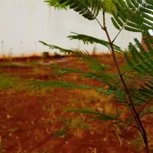 Imagem da notícia Secretaria de Meio Ambiente planta mais de 50 mudas no Jardim Carolina