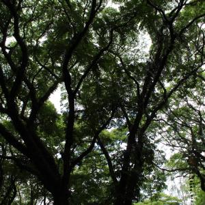 Imagem da notícia Exposição fotográfica permanente é realizada pela Secretaria de Meio Ambiente - FOTOS